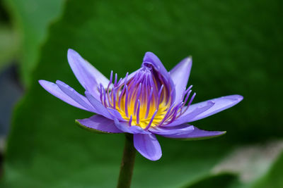 Close-up of lotus water lily