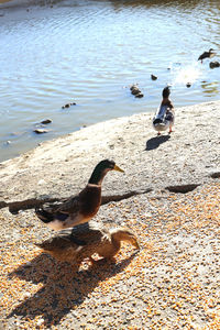 High angle view of mallard ducks at lakeshore