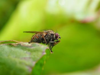 Close-up of fly on leaf