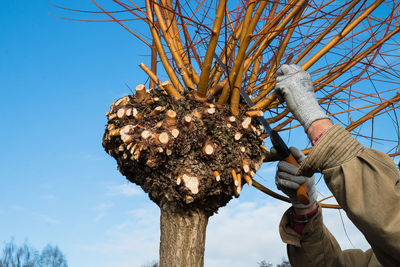 Low angle view of hand cutting tree against sky