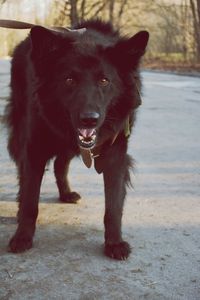 Portrait of black dog standing on land