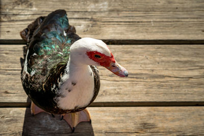 A close up of a friendly duck which decided to follow me around my local park