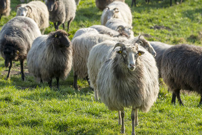 Sheep standing in a field