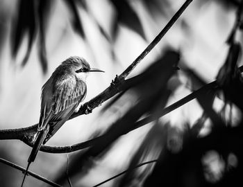 Close-up of bird perching on tree