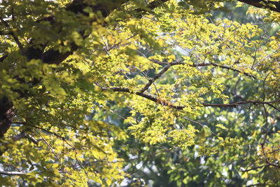 Low angle view of tree