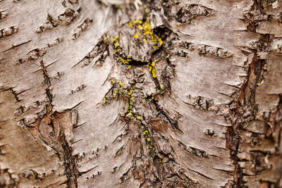 Natural wooden texture background. closeup macro of old aged tree bark. abstract oak tree nature 