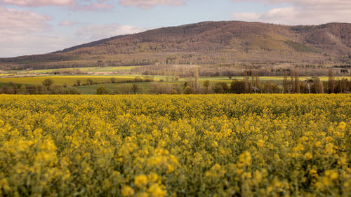 Scenic view of field against yellow sky