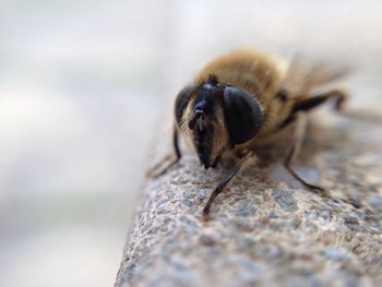 Close-up of bee on retaining wall