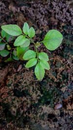 High angle view of small plant growing on field