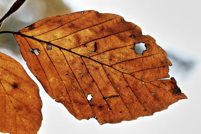 Close-up of dry autumn leaf against sky