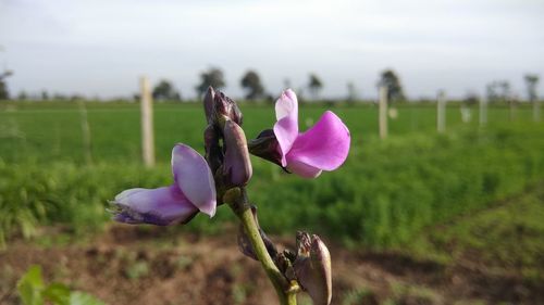 Close-up of crocus blooming on field against sky