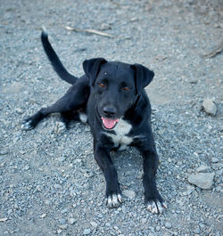 Portrait of black dog sitting outdoors