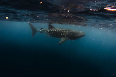 Fish swimming in sea