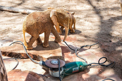 High angle view of animal on land