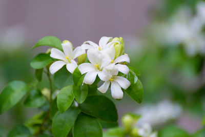 Close-up of white flowering plant