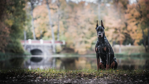 Dog standing on field