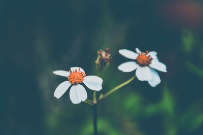 Close-up of white flowering plant