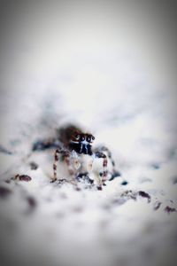 Close-up of spider on the beach