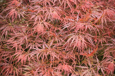 Full frame shot of red autumn leaves