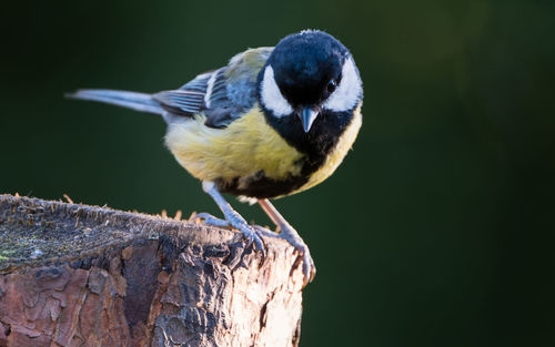 Close-up of bird perching on wood