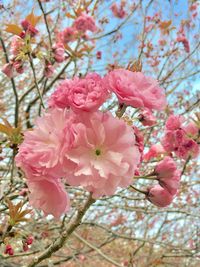 Close-up of pink cherry blossoms against sky