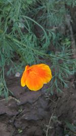 High angle view of orange flower blooming on field