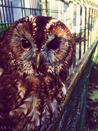 Close-up portrait of an animal