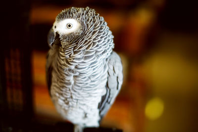 Close-up of a bird