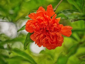 Close-up of red flowers