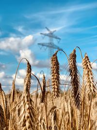 Close-up of wheat growing on field against sky