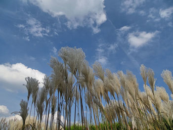 Low angle view of plants against sky