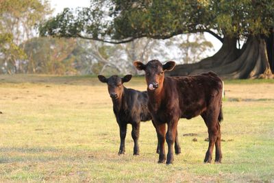 New season angus calves