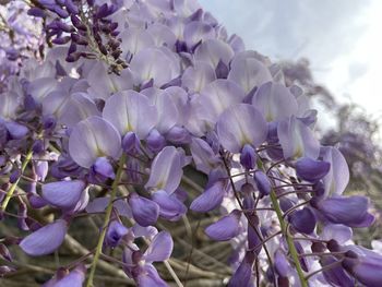 Close-up of purple flowering plants