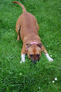 High angle view of puppy on grassy field