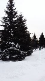 Frozen trees against sky during winter