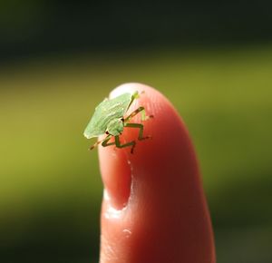 Close-up of ladybug on hand