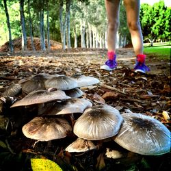 Low section of woman in forest