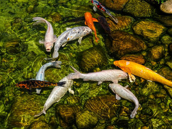 Close-up of fish in water