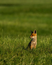 View of a fox on land