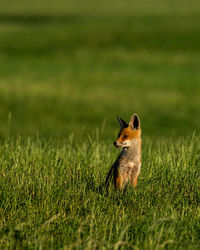 View of an animal on land