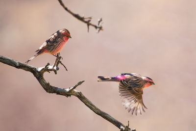 Close-up of bird perching on branch