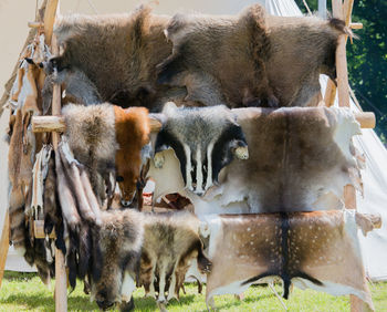 Animal skins hanging on rack