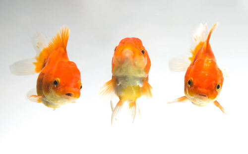 Close-up of goldfish swimming against white background
