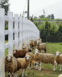 Sheep in a field