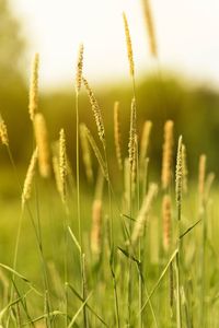 Close-up of stalks in field