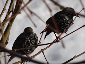 Close-up of bird perching on branch