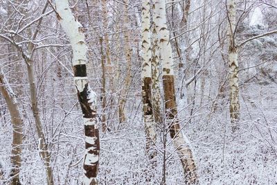 Snow covered land and trees