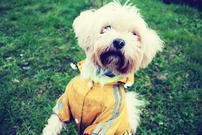 Close-up portrait of a dog on field