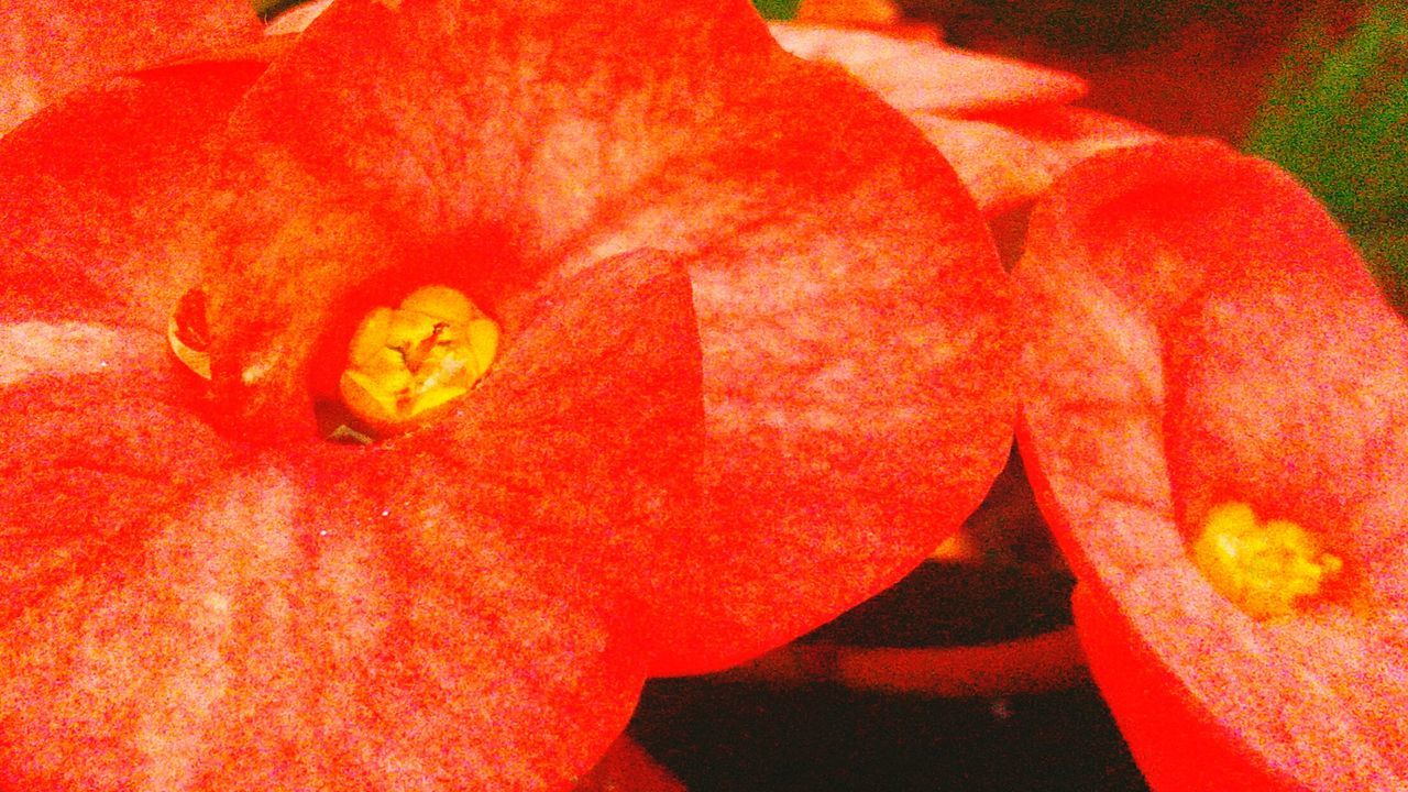 One of the flowers