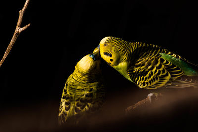 Close-up of a parrot